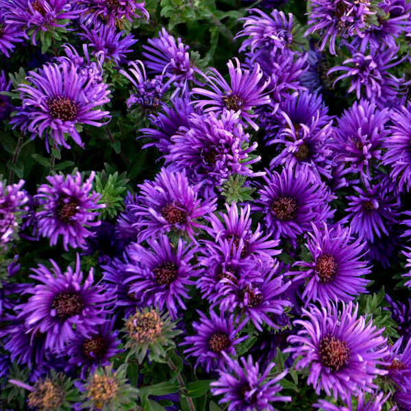 Aster novae-angeliae 'Grape Crush'