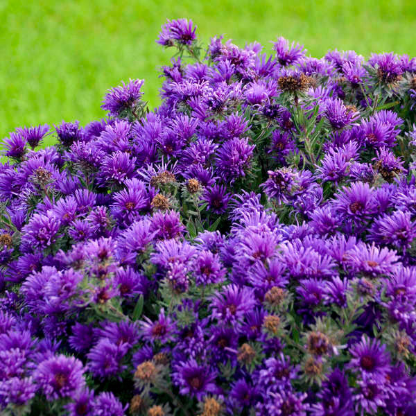 Aster novae-angeliae 'Grape Crush'