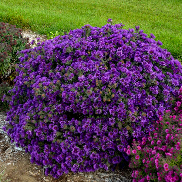 Aster novae-angeliae 'Grape Crush'