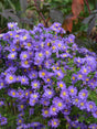 Aster Kickin® 'Lilac Blue'