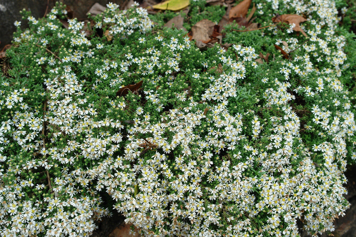 Aster ericoides 'Snow Flurry'