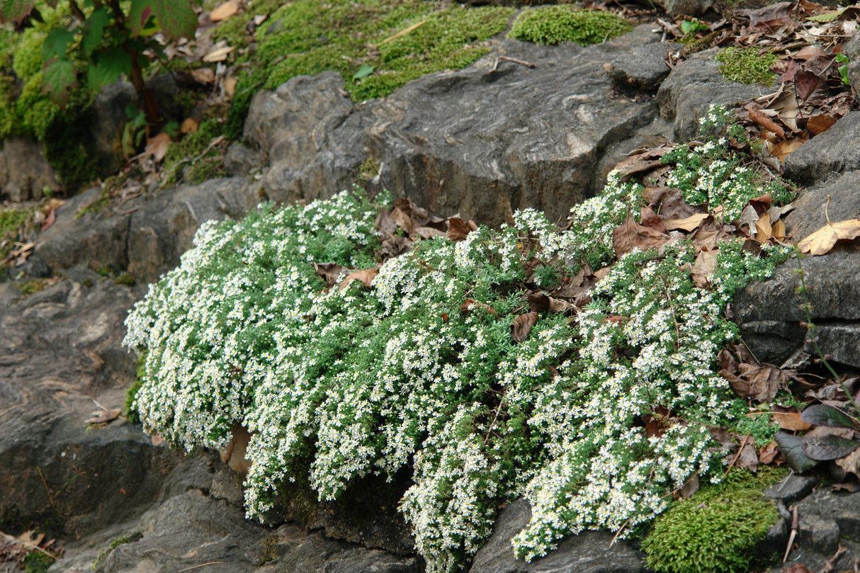 Aster ericoides 'Snow Flurry'