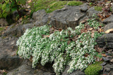 Aster ericoides 'Snow Flurry'