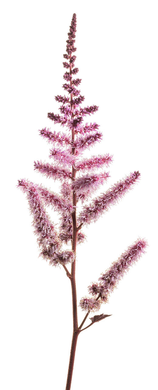 Astilbe 'Dark Side of the Moon' bloom