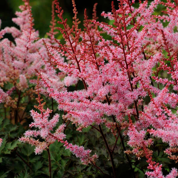 Astilbe chinensis 'Delft Lace'