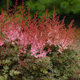 Astilbe chinensis 'Delft Lace'