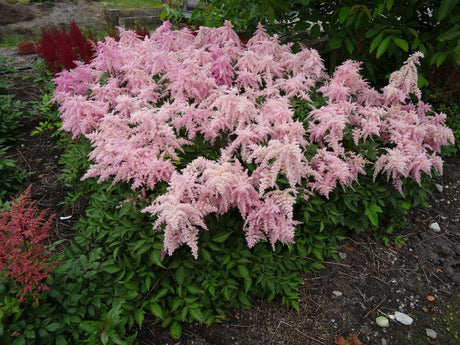 Astilbe chinensis 'Fireworks Pink'