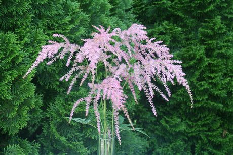 Astilbe thunbergii 'Ostrich Plume'