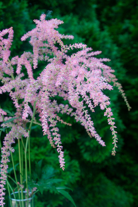 Astilbe thunbergii 'Ostrich Plume'