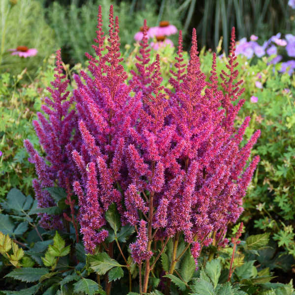 Buy Perennial Plants Online | Nursery for Perennials | Romence