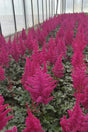 Row of pink astilbe plants in a greenhouse setting