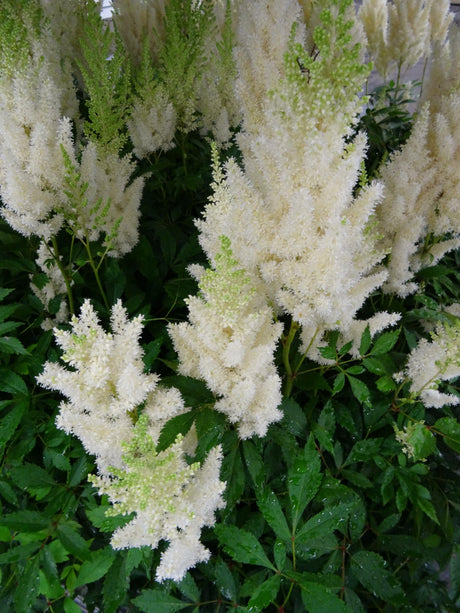 Astilbe arendsii 'Weisse Gloria'