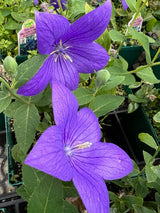 Platycodon 'Astra Blue'