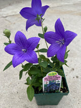 Platycodon 'Astra Blue'