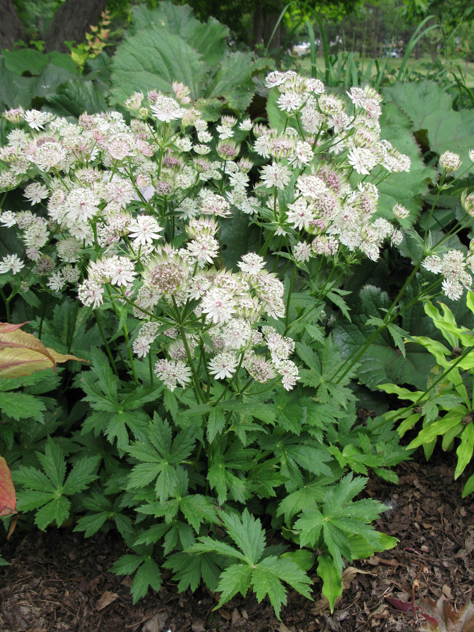 Romence Gardens Astrantia major Star of Billions