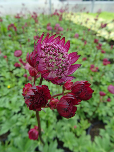 Astrantia major 'Star of Fire'