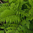 Athyrium filix-femina 'Lady in Red'