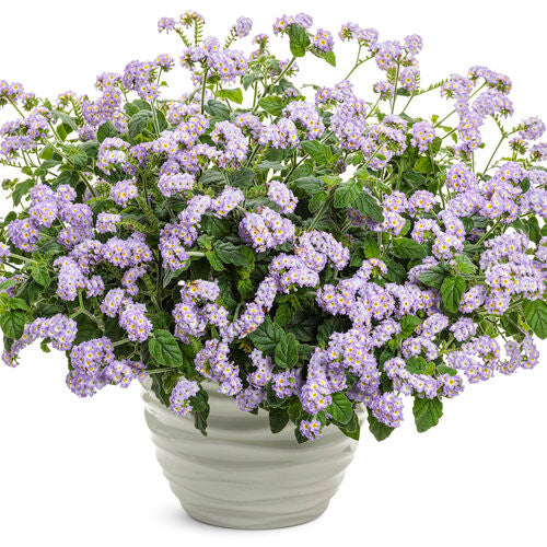 Heliotropium arborescens 'Augusta® Lavender' in decorative pot