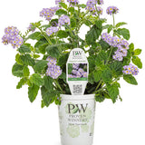 Heliotropium arborescens 'Augusta® Lavender' in grower pot