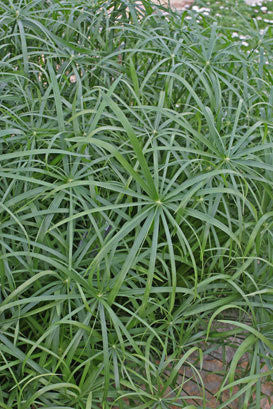 Cyperus involucratus Graceful Grasses® 'Baby Tut®'