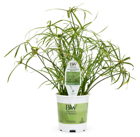 Cyperus involucratus Graceful Grasses® 'Baby Tut®' in grower pot
