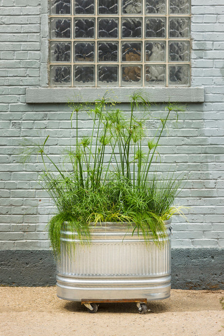 Cyperus involucratus Graceful Grasses® 'Baby Tut®' combination