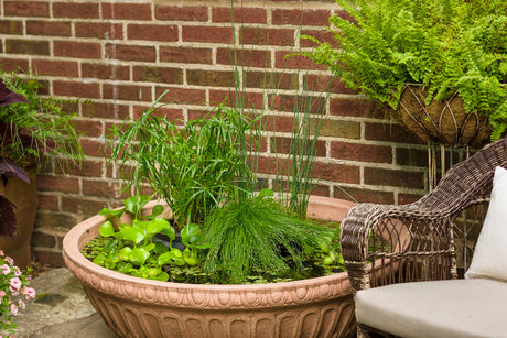 Cyperus involucratus Graceful Grasses® 'Baby Tut®' combination