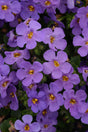 Bacopa 'MegaCopa™ Blue' close up