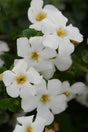 Bacopa 'MegaCopa™ White' close up