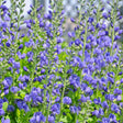 Close-up of purple flowers with green leaves