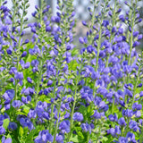 Close-up of purple flowers with green leaves