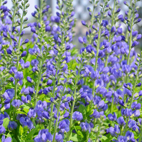 Close-up of purple flowers with green leaves