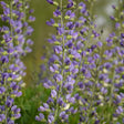 Baptisia DECADENCE® DELUXE 'Blue Bubbly' close up