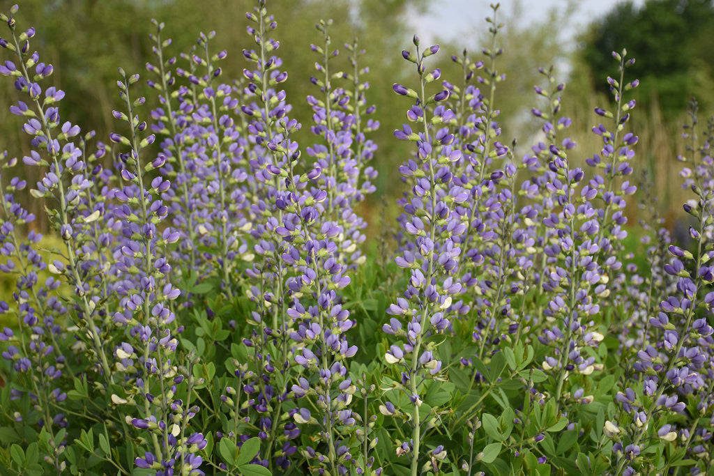 Baptisia DECADENCE® DELUXE 'Blue Bubbly' in landscape