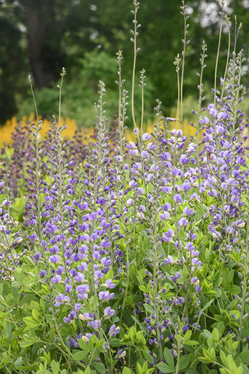 Baptisia DECADENCE® DELUXE 'Blue Bubbly' in landscape