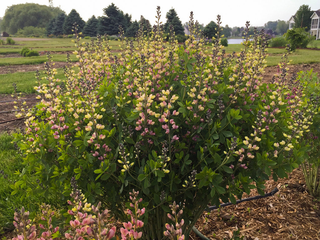 Baptisia DECADENCE® DELUXE 'Pink Lemonade' in landscape