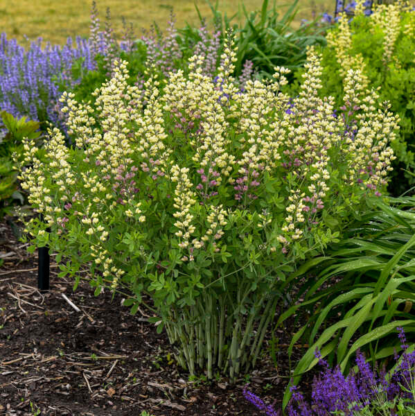 Proven Winners Baptisia Decadence - Thumbnail 4