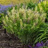 Baptisia DECADENCE® DELUXE 'Pink Lemonade'