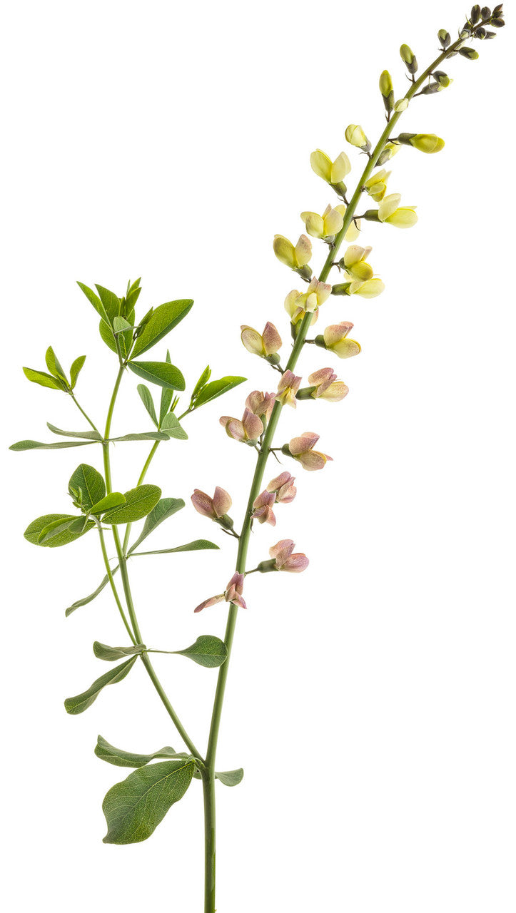 Proven Winners Baptisia Decadence