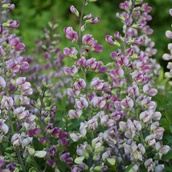 Baptisia 'Plum Rosy'