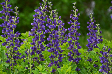 Baptisia DECADENCE® 'Sparkling Sapphires'