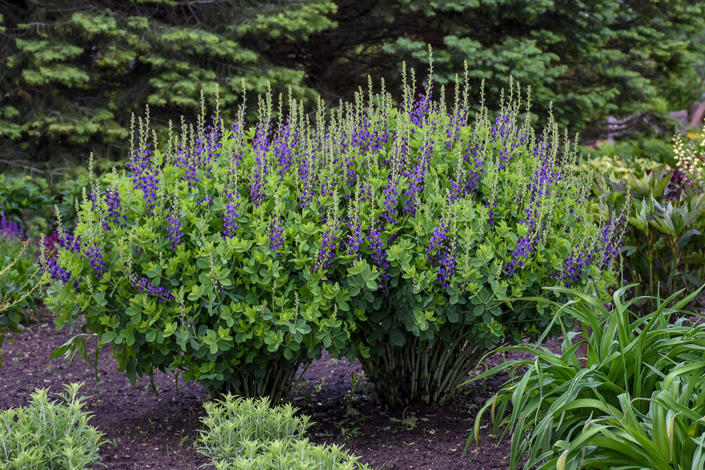 Baptisia DECADENCE® 'Sparkling Sapphires' in landscape