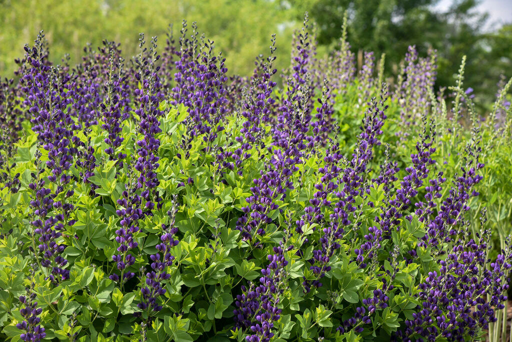 Baptisia DECADENCE® 'Sparkling Sapphires' in landscape