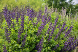 Baptisia DECADENCE® 'Sparkling Sapphires' in landscape