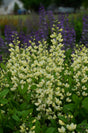 Baptisia Decadence 'Vanilla Cream' close up
