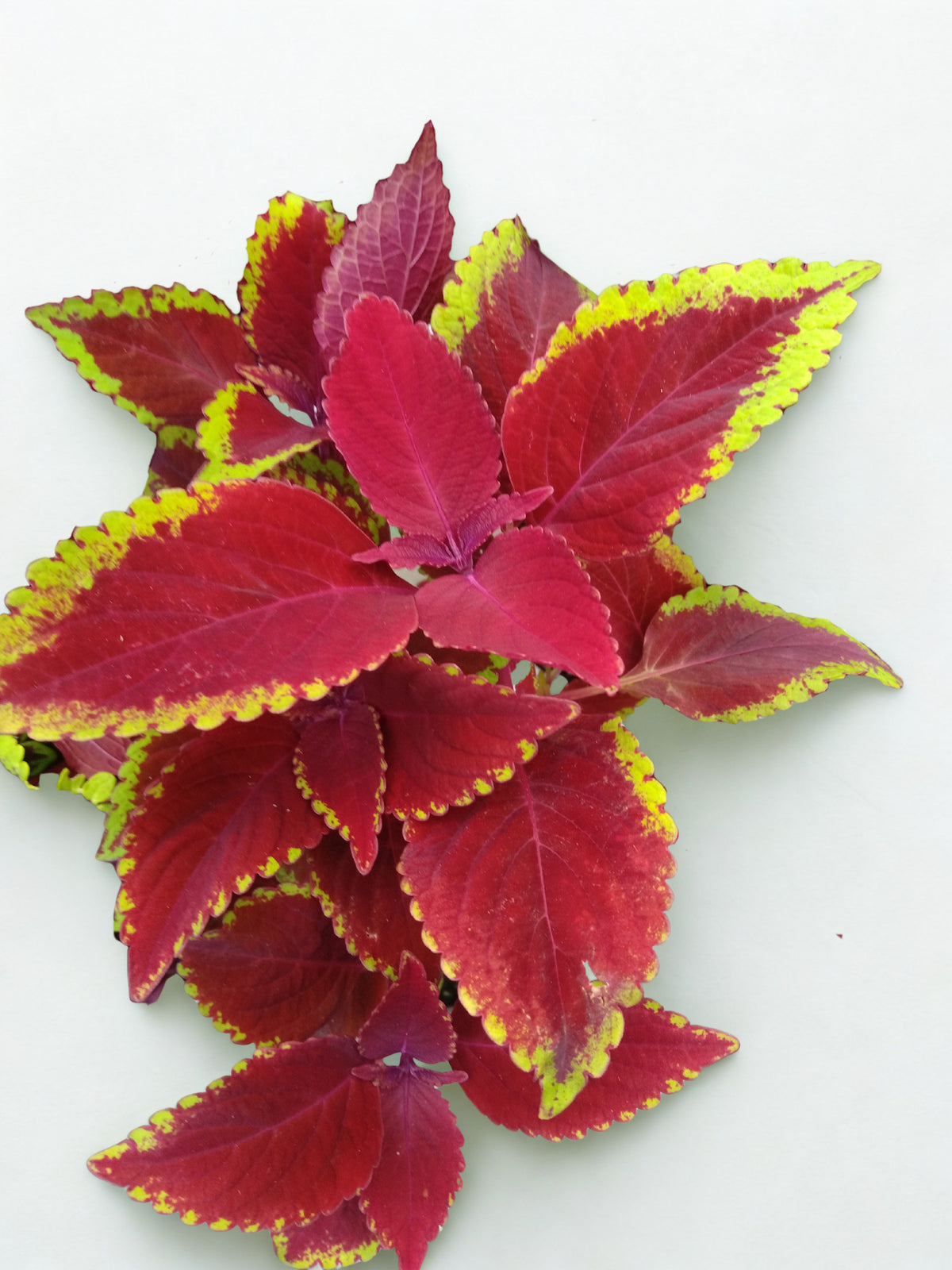 Coleus Plectranthus scutellarioides 'ColorBlaze® Rediculous®'