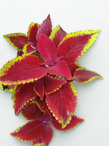 Coleus Plectranthus scutellarioides 'ColorBlaze® Rediculous®'