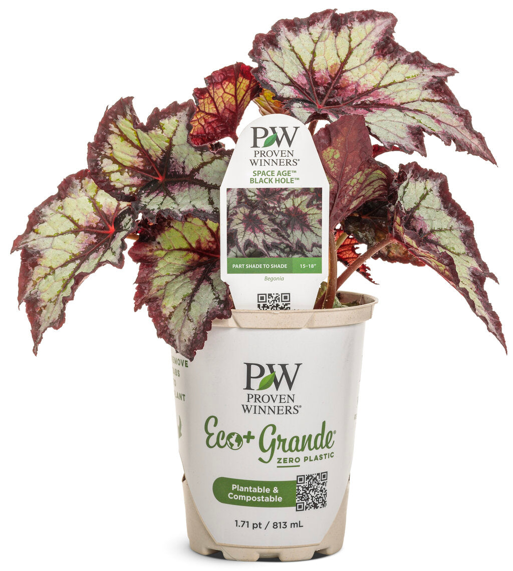 Begonia Space Age™ 'Black Hole™' – Romence Gardens & Greenhouses