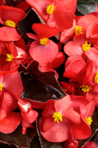 Begonia x hybrida 'Surefire® Cherry Cordial™'
