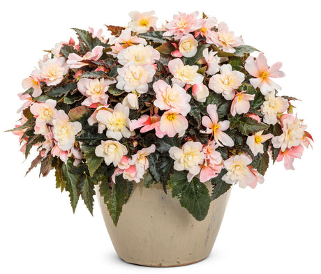 Begonia x hybrid 'Double Delight® Appleblossom' in pot